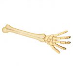 Skelett-Arm 46 cm
